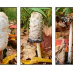 Shaggy Mane Mushroom