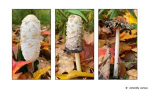 Shaggy Mane Mushroom